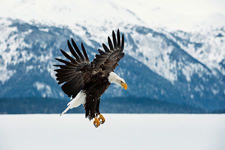 Output Management In Alaska
