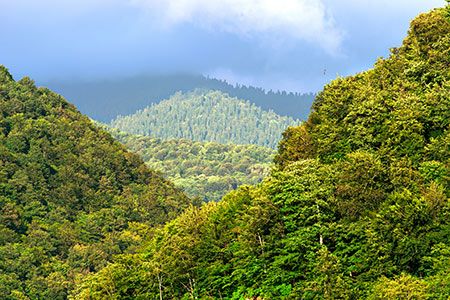 ICMM publishes new guidance to help protect and restore biodiversity